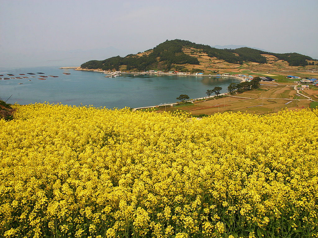 완도 청산도의 유채꽃과 어울린 해안의 봄